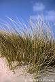 Marram grass in the sand dunes at Ynys Las