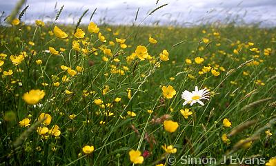 Wildflower meadow at Ty Brith SSSI, an unimproved hay meadows in Montgomeryshire