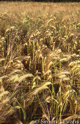 Ripening barley near Clive, Shropshire