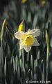 Daffodil, national emblem of Wales