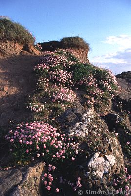 Thrift on the Anglesey coast near Rhosneigr