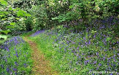 Bluebells along a path at Roman Camp, Bangor