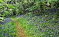 Bluebells along a path at Roman Camp, Bangor