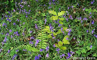A fern and an oak sapling surrounded by bluebells