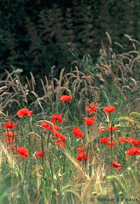 Red poppies in a field near Bayston Hill, Shropshire
