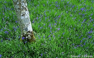 Bluebells and Silver Birch in grass