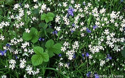 Bramble leaves surrounded by Bluebells and Stitchwort