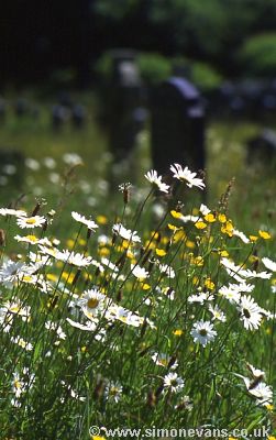 Oxeye daisies in Llangadwaladr churchyard