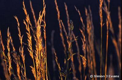 Grasses in evening sun
