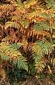 Bracken ferns turning brown in Autumn