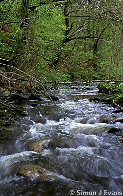 Stream flowing through Coed Pendugwm nature reserve 