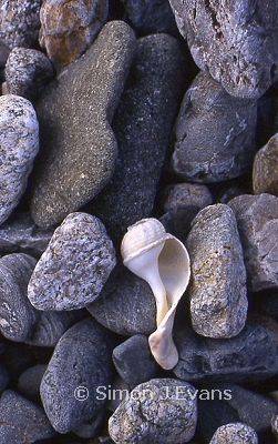 Whelk shell and stones on a beach