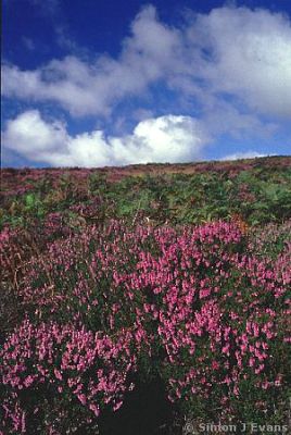 Heather on The Stiperstones, Shropshire