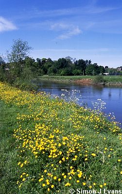 Buttercups on the banks of the River Severn above Frankwell, Shrewsbury