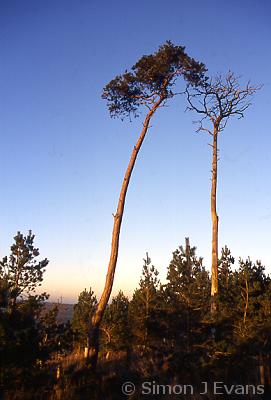 Bromlow Callow's scots pine